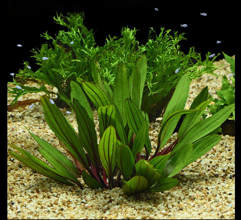 水草活体 大叶红九冠【图片 价格 品牌 报价】-京东