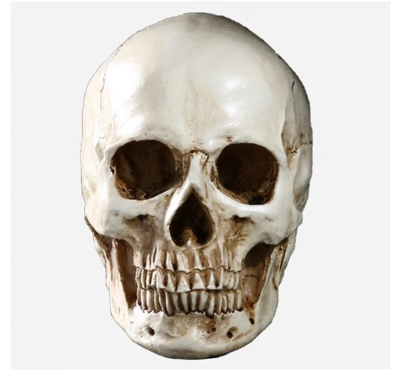 人体头颅模型成人头颅骨解剖模型仿古白下巴可拆仿古白头骨下巴可拆