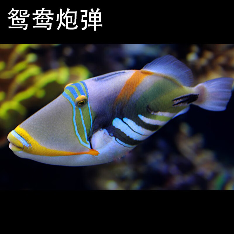 海水鱼活体活物炮弹鱼小丑炮弹黄纹炮弹枯叶炮弹海水宠物观赏鱼运输包