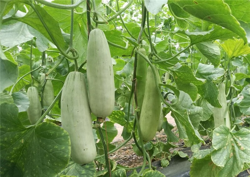 山东羊角蜜甜瓜 香瓜 脆瓜 蜜瓜 新鲜水果 现摘发货 1.5kg(3斤)