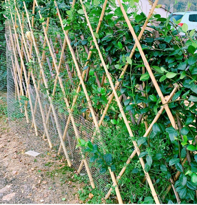 广世林户外竹篱笆栅栏围栏室外花园菜园爬藤架伸缩竹片庭院护栏竹子