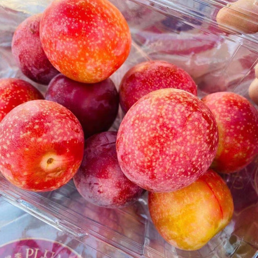 新鲜樱桃李 爆甜多汁 时令孕妇水果李子洋李子 500g【图片 价格 品牌 