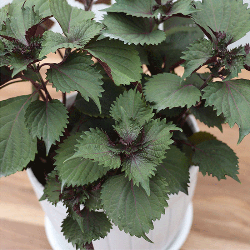 紫苏盆栽香草可食用调味剂阳台好养植物紫苏加仑盆含盆