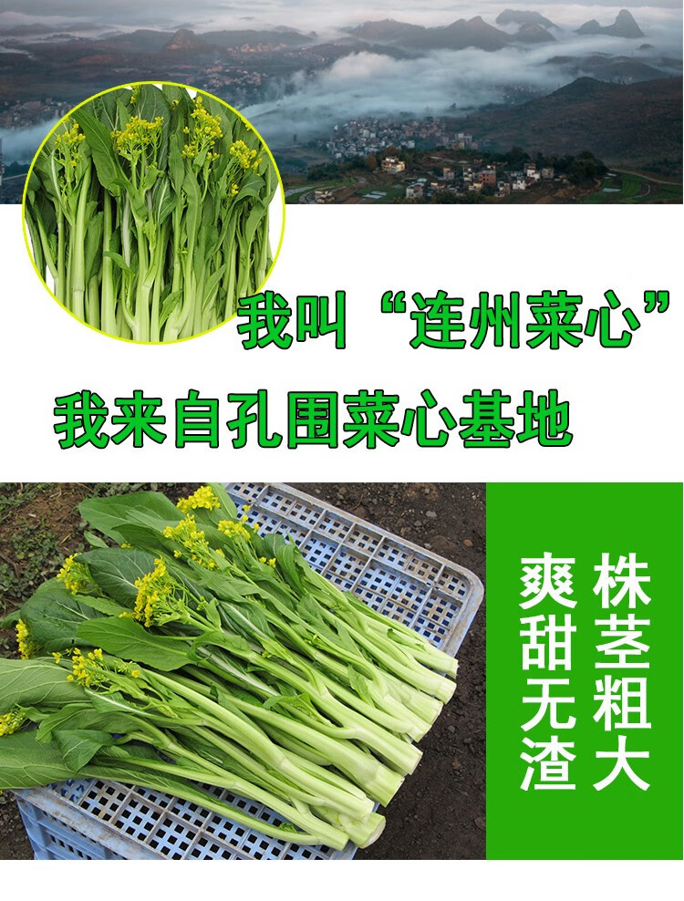 顺丰礼盒装广东连州菜心甜菜心迟菜心鲜嫩菜苔菜薹新鲜蔬菜清炒火锅