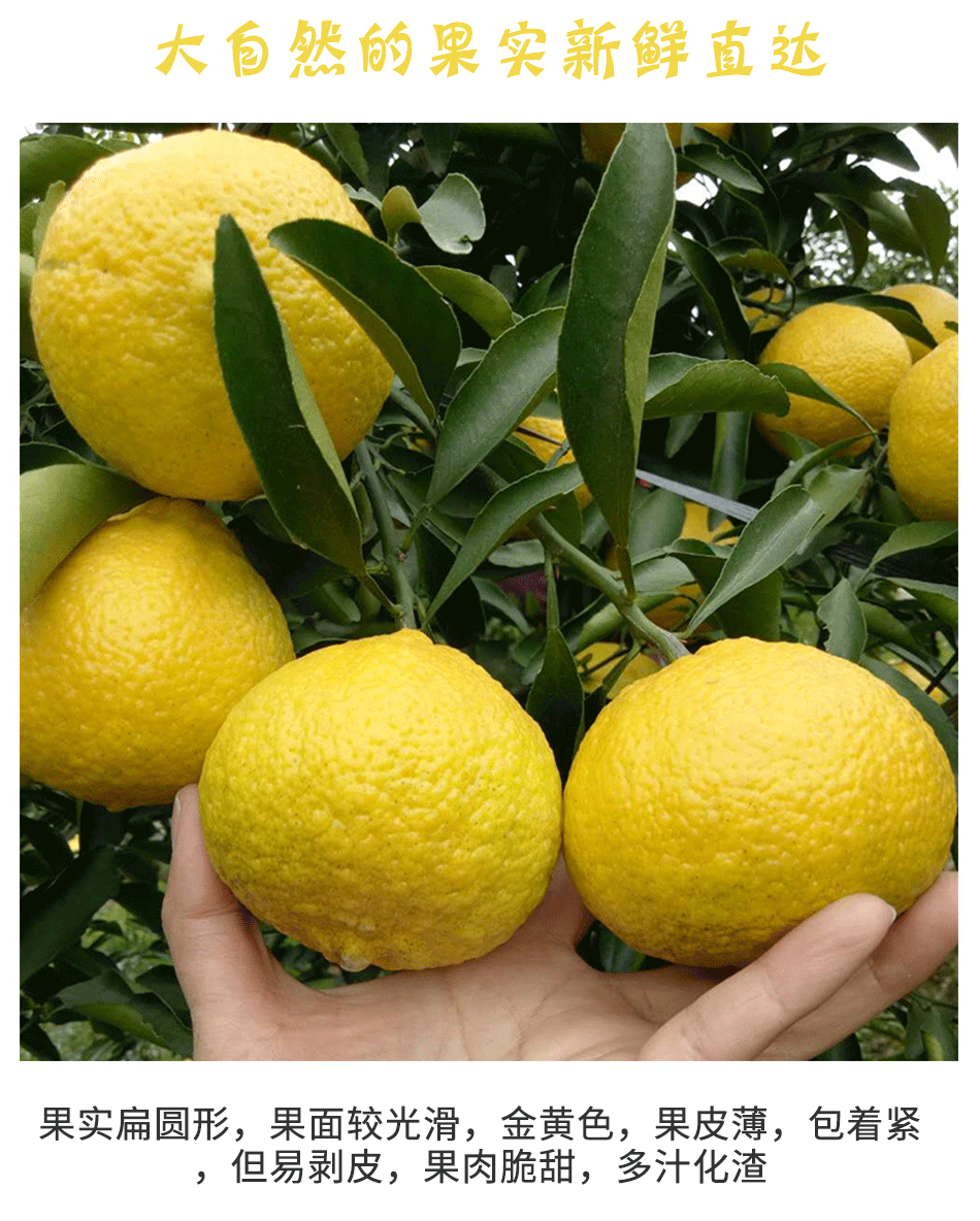 丰蜻桔橘湖南春香水果黄金贡柚净重8斤单果约150200g生鲜水果8斤大果5