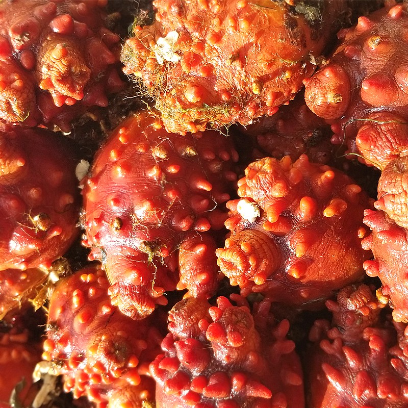 海鲜阁现货真海鞘海菠萝海石榴海奶子海鲜生鲜料理海鲜水产顺丰速运