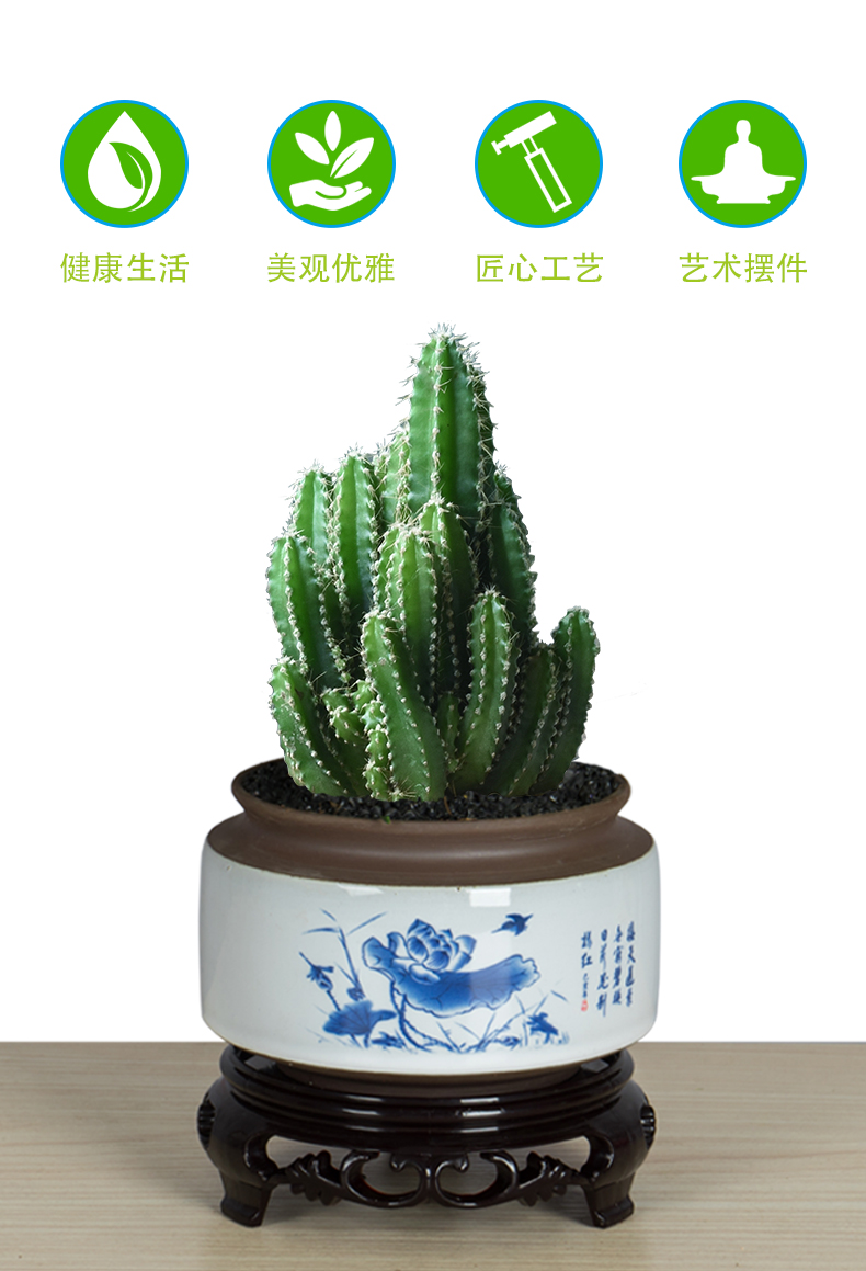 【快递】彩麒麟盆栽万重山红春峰仙人掌室内花卉绿植桌面多肉植物阳台