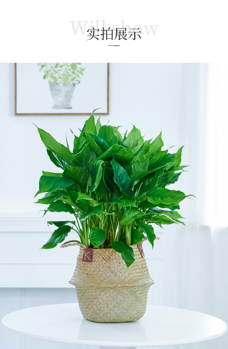 爱优尚万年青盆栽植物室内绿植大型四季常青大叶办公室高档吸甲醛万年