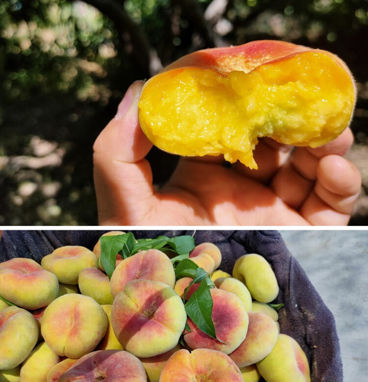 奎屯馆新疆特产蟠桃天山冰糖桃伊犁大蟠桃黄白肉纽扣扁毛桃软桃新鲜当