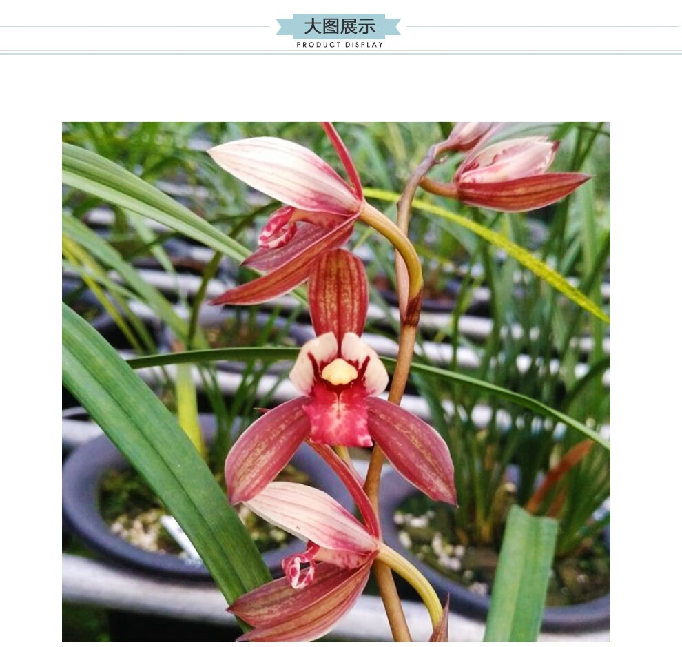 刘阁兰花苗 紫凝 建兰高档色花夏带花苞出售好养精品室内外花卉盆栽 1