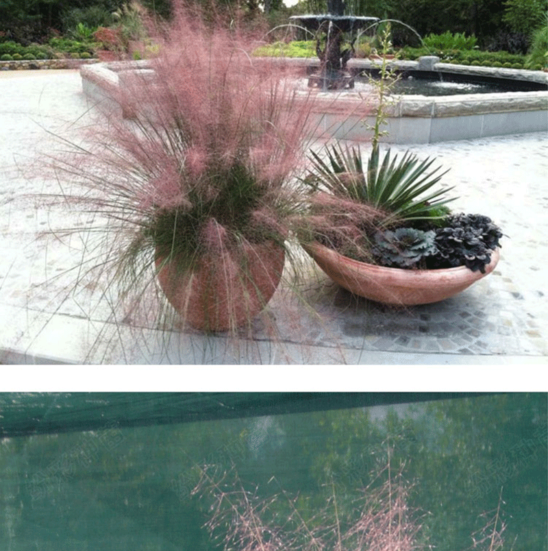 粉黛乱子草种子 多年生观赏草 乱子草种子 粉米利草 庭院花卉种子