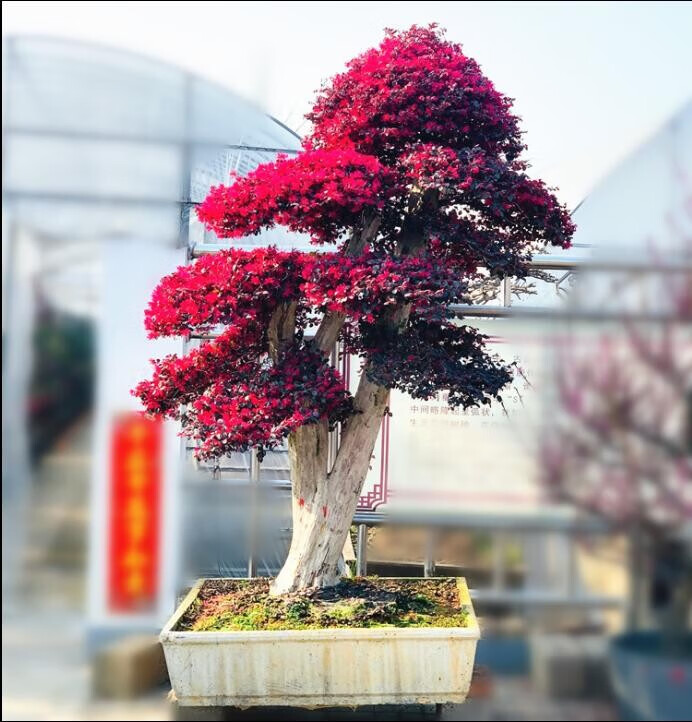 红花继木盆景树桩大盆景植物大型庭院室外老桩造型树四季长青红花红花