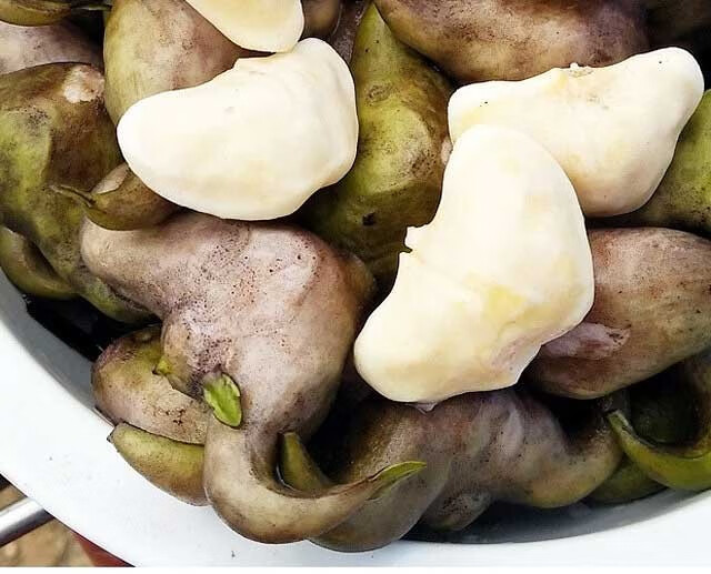 菱角新鲜大个凌角棱角洪湖老菱角湖北特产新鲜蔬菜3斤