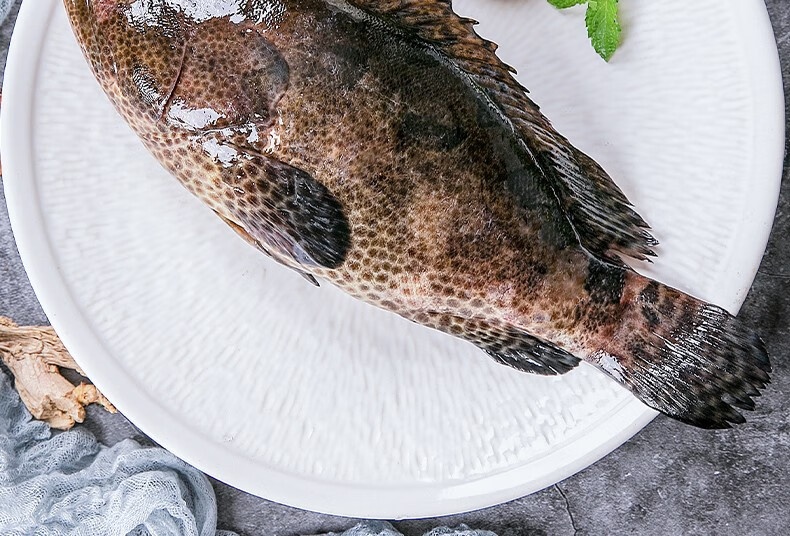 神鲜易品深海石斑鱼新鲜生猛老虎斑鱼当夜海捕现捞到船海鲜水产要龙胆