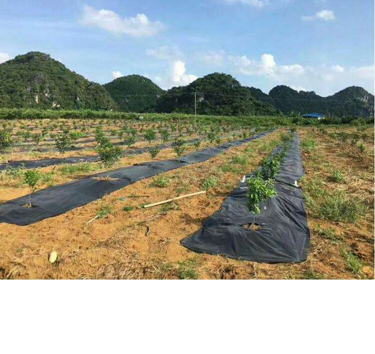 春之俏防草布除草布抗老化果园果树遮草盖草布农用园艺地布耐用透气