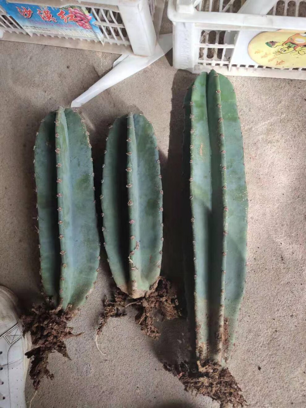 九零后巴西铁柱量天尺仙人柱龙神柱仙人掌盆栽盆景北欧风够粗够直