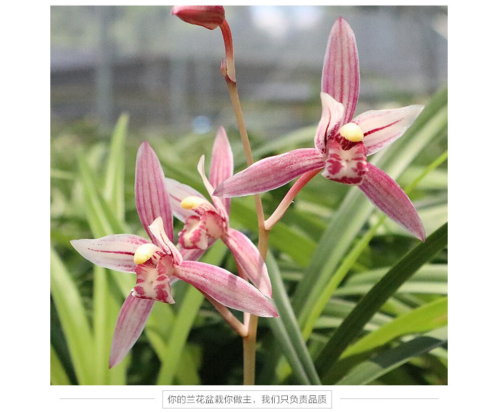刘阁兰花 刘阁兰花 夏带花苞出售 市长红 建兰四季兰花苗中矮种兰草