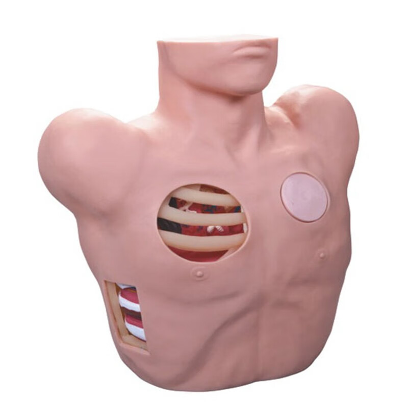 沪模 胸腔穿刺引流模型 医学教学模型 气胸处理模型 培训演示用引流