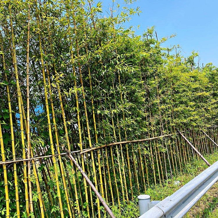 竹子苗耐寒植物庭院绿篱绿化苗室内绿植阳台盆栽罗汉竹黄金竹1公分5棵