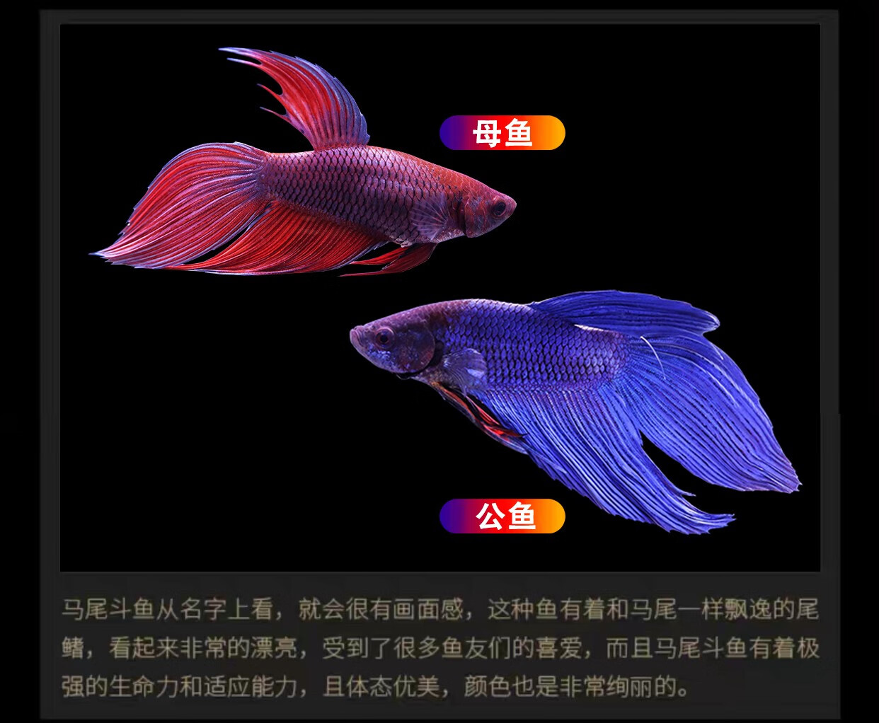 将军斗鱼母【图片 价格 品牌 报价】-京东