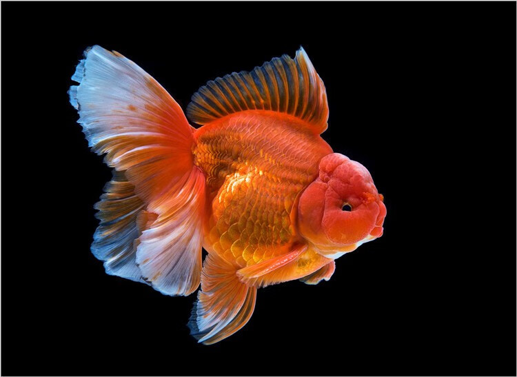 国粹百褶泰狮金鱼活鱼活体精品大尾巴泰狮小型冷水观赏鱼包活好养 10