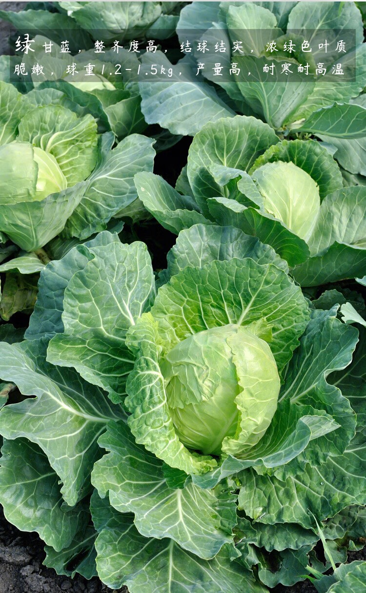 寿禾紫甘蓝种子苗甘兰包菜大头菜菜籽寿光发货紫甘蓝苗18棵