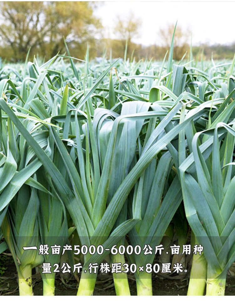 种菜记蒜苗韭葱种子种籽孑青蒜洋蒜苗洋大蒜四季籽种高产菜籽蔬菜菜蒜