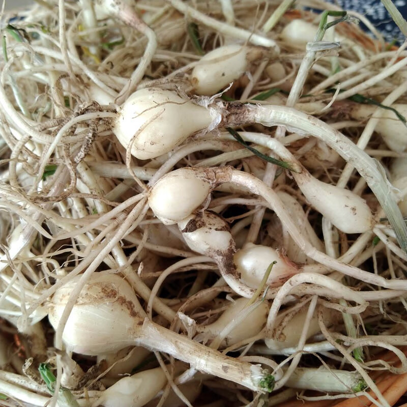 东北小根蒜 小根菜 大脑瓜 新鲜蔬菜 500g【图片 价格 品牌 报价】