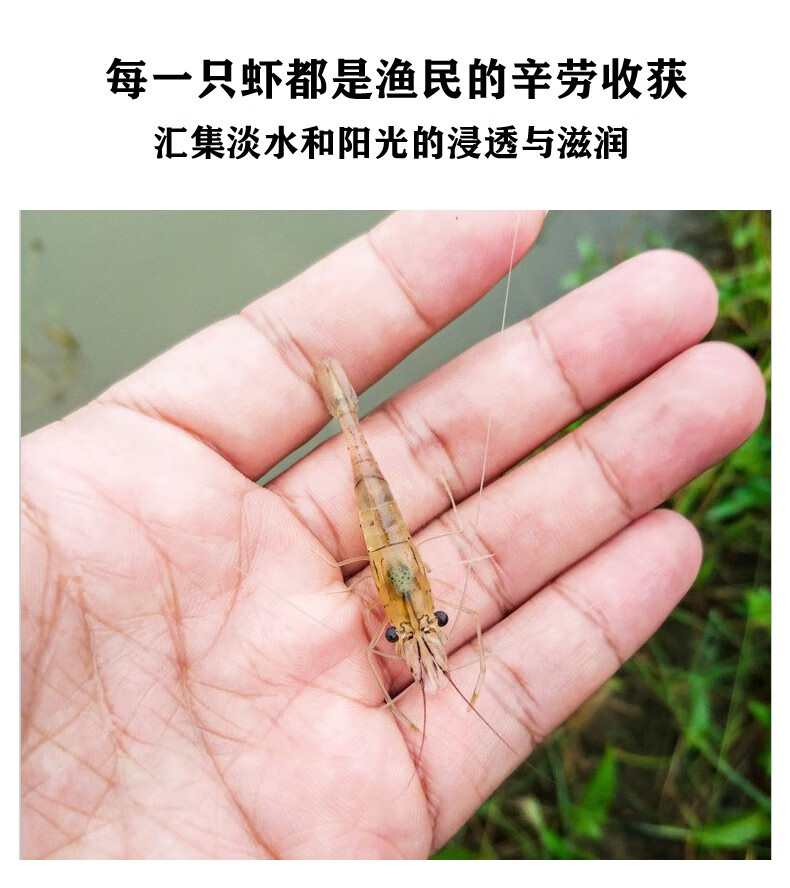 甜梨湾青岛小河虾1kg小白虾鲜活冰鲜海鲜水产