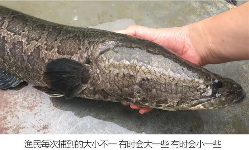 春光岛黑鱼 新鲜乌鱼 鲜活现杀财鱼 微山湖蛇头鱼 乌棒 约2斤一条