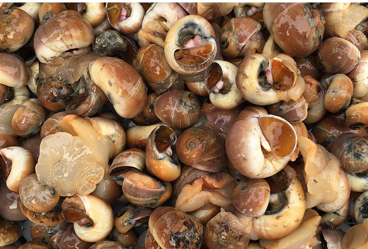 青岛鲜活小香螺 红香螺 肚脐螺 猫眼螺 玉螺 生鲜贝类 海鲜水产大菜园