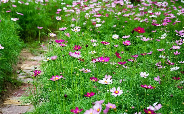 碧鼎 花籽花卉种子波斯菊格桑花四季种易活花种子户外易种花草种籽