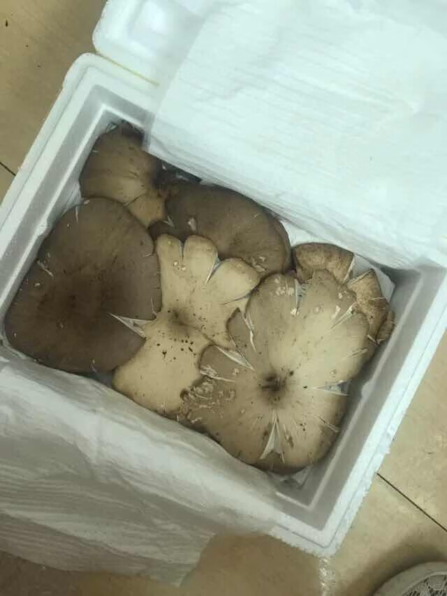 现货四川新鲜野生鸡枞菌鸡山菌斗鸡菇鸡肉菌500g顺丰500g500g