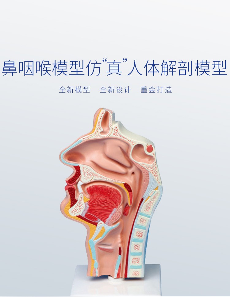 人体鼻腔咽喉解剖模型 鼻咽腔模型耳鼻喉科 医学教学模型耳鼻咽喉全科