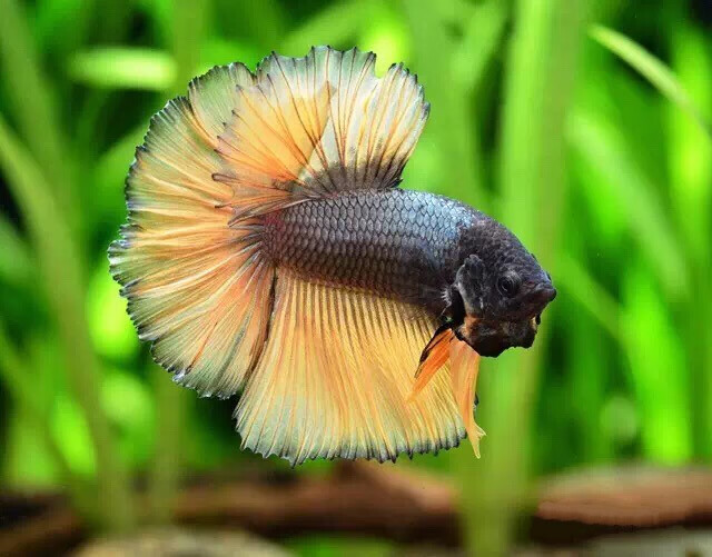 泰国斗鱼马尾狮王半月母斗鱼观赏鱼热带鱼活体宠物淡水鱼鱼缸 将军