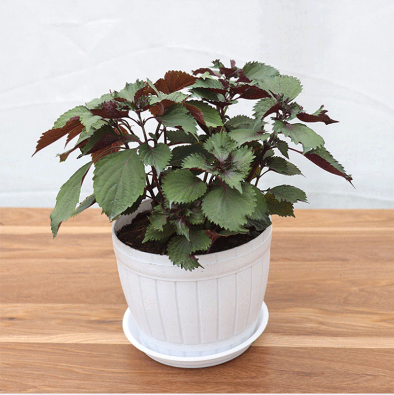 紫苏盆栽香草可食用调味剂阳台好养植物紫苏加仑盆含盆