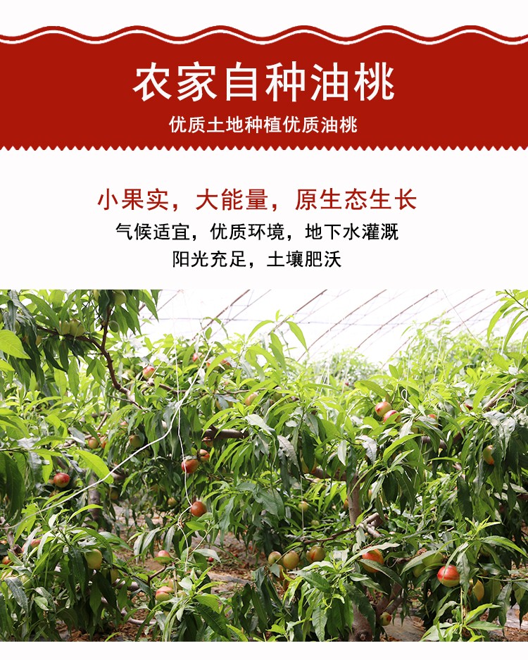 油桃产地黄油桃脆甜桃子新鲜孕妇水果当季黄肉油桃5斤装