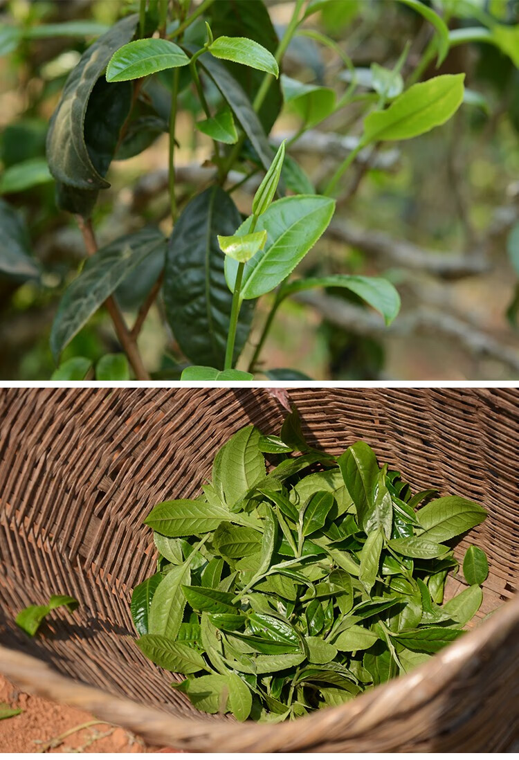 百里遥茶叶2020普洱春茶邦东昔归忙麓山头春古树生茶200克饼