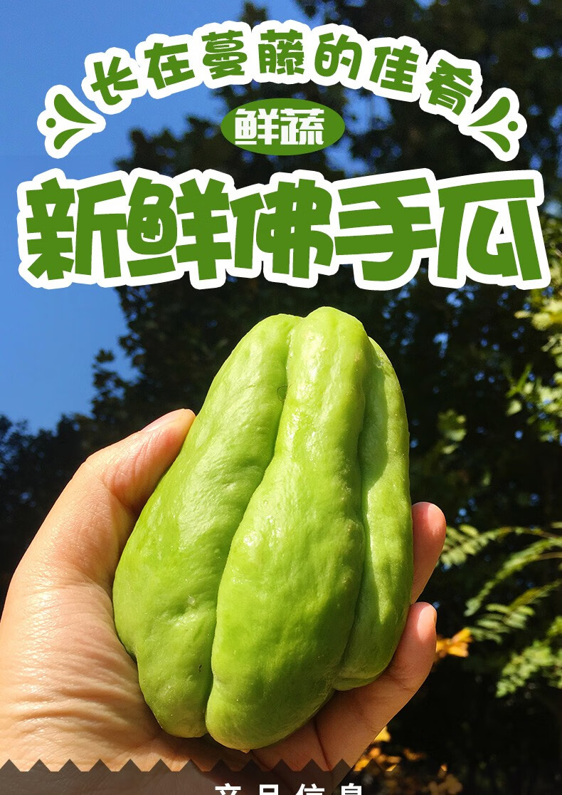 农大姐妹 佛手瓜 新鲜蔬菜千金瓜 寿瓜 5斤【图片 价格 品牌 报价】