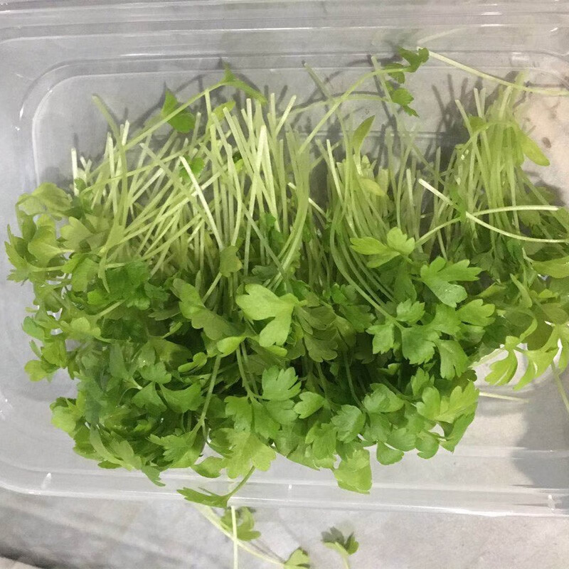 农美华新鲜芹菜幼苗 芹菜苗 摆盘装饰 可食用苗菜 牛排摆盘装饰可用