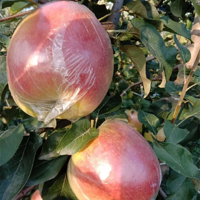 原产地直发正宗徐州丰县大沙河红富士苹果丑苹果现摘脆当季新鲜水果