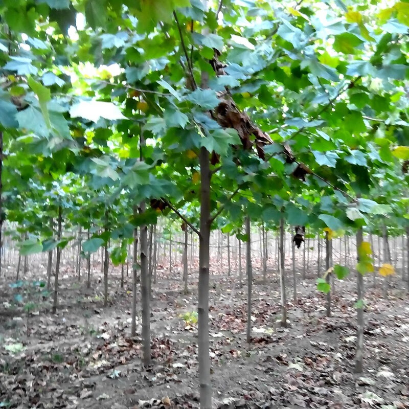 法桐树苗行道树法国梧桐树苗速生法桐苗青皮梧桐苗庭院工程绿化苗木