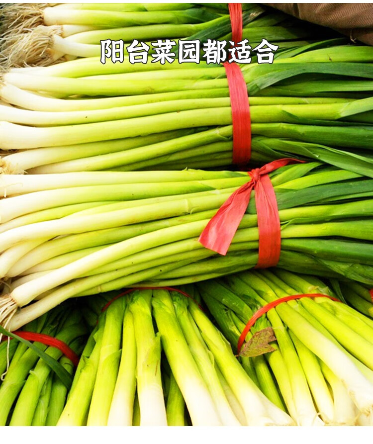 种菜记蒜苗韭葱种子种籽孑青蒜洋蒜苗洋大蒜四季籽种高产菜籽蔬菜菜蒜