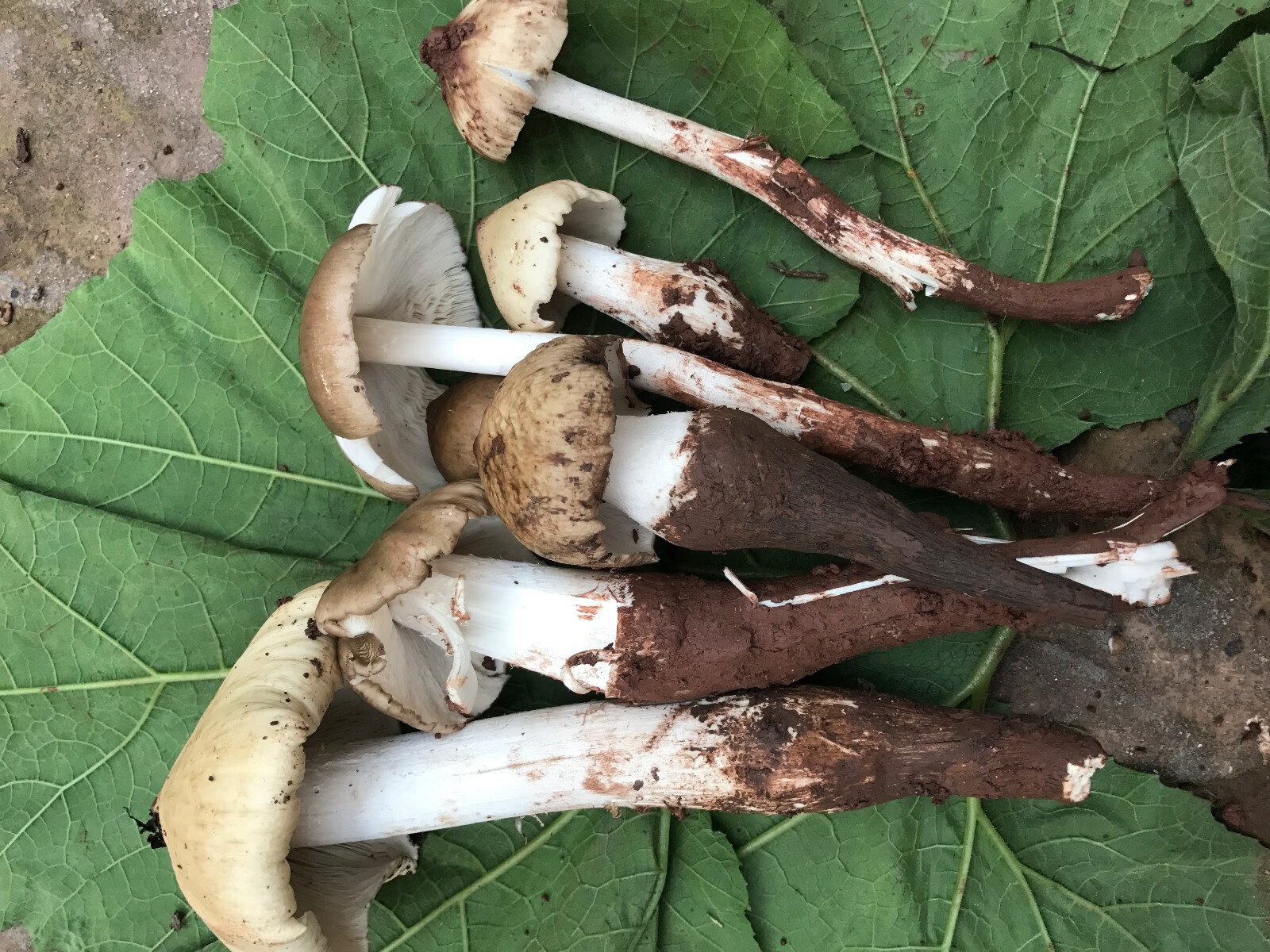 现货四川新鲜野生鸡枞菌鸡山菌斗鸡菇鸡肉菌500g顺丰500g500g