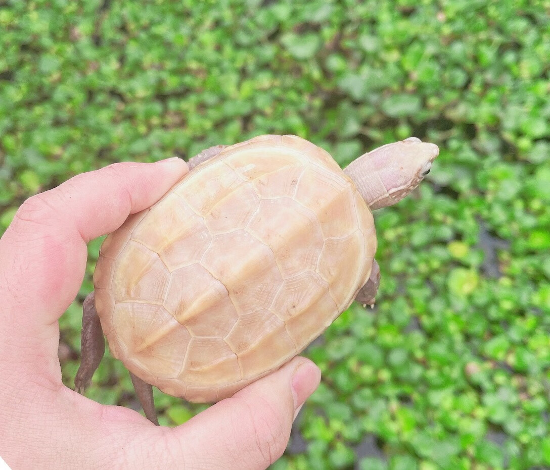 【萌龟饲家】中华白玉草龟纯种情侣白化草龟活财观赏宠物龟金线草龟