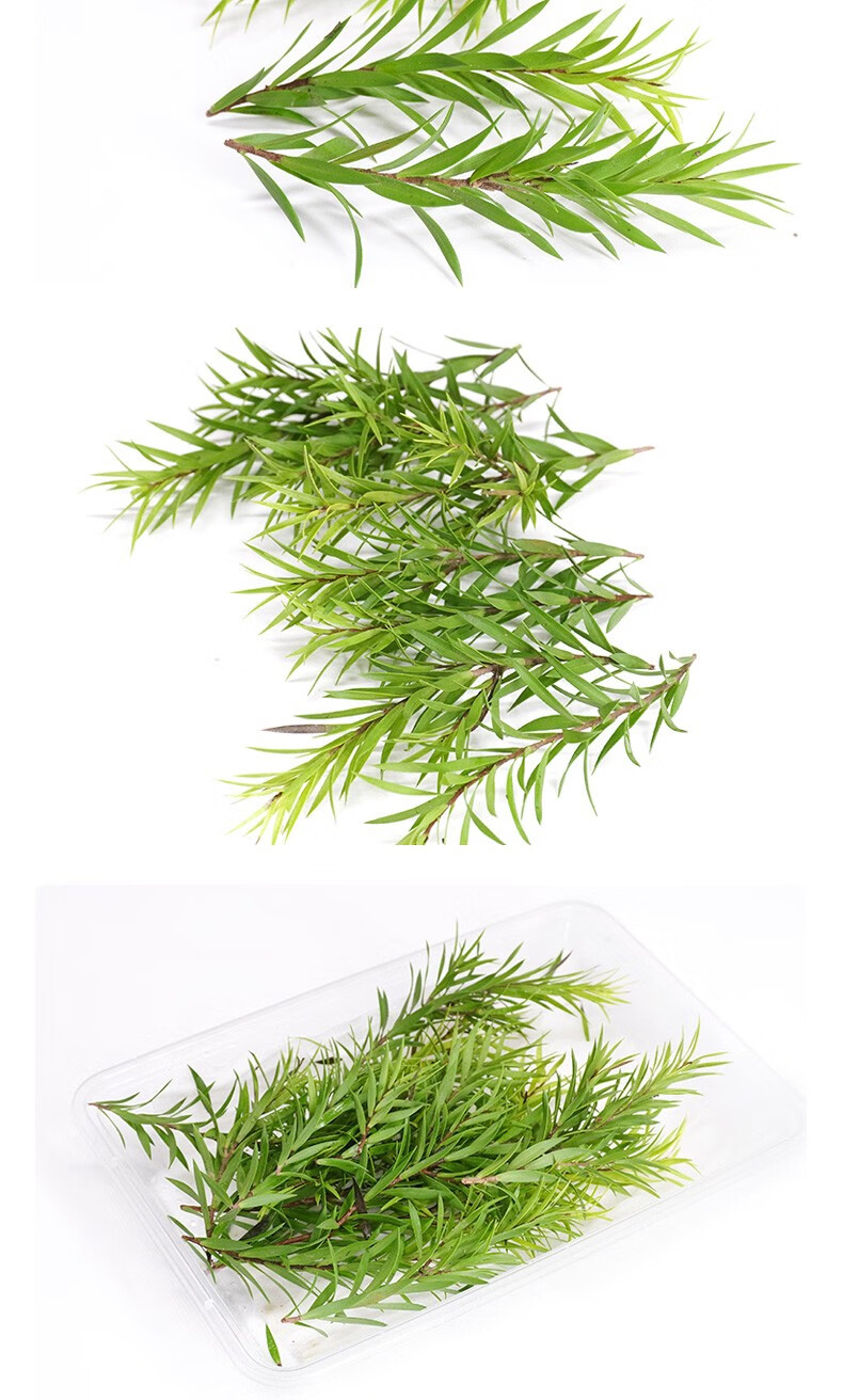 【顺丰】新鲜黄金柳芽 柳条柳叶酒店西餐日料烘焙 花草摆盘装饰点缀 1