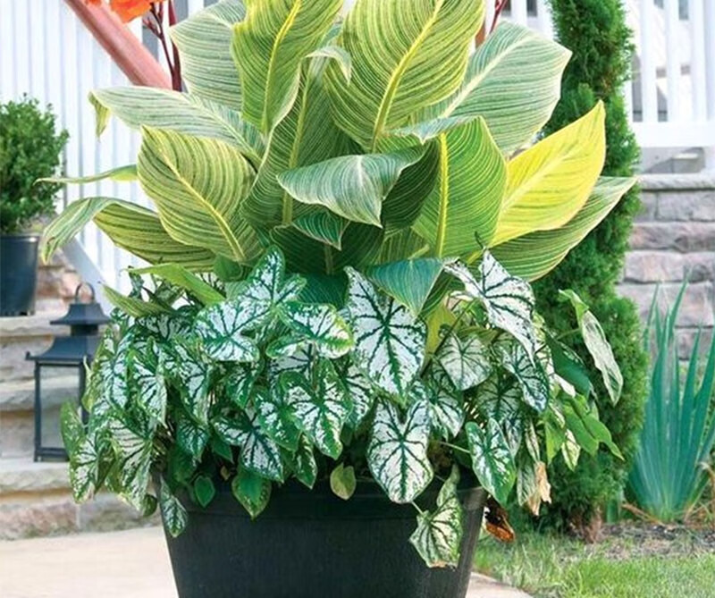 美人蕉种球四季盆栽庭院植物美人蕉花苗多年生花卉根茎 13号品种