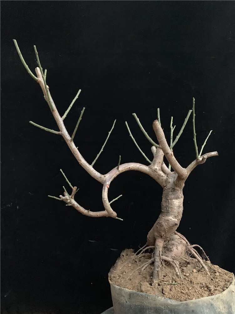 红梅盆景树桩盆栽梅花盆景老桩耐寒植物地栽腊梅室内绿植耐寒不含盆