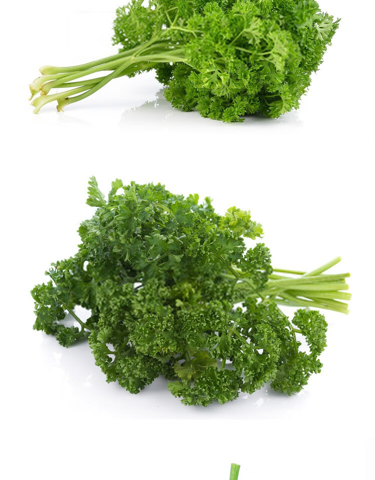 【顺丰】新鲜荷兰芹 法香 番西 西餐摆盘装饰 洋芫荽西洋芹 250g