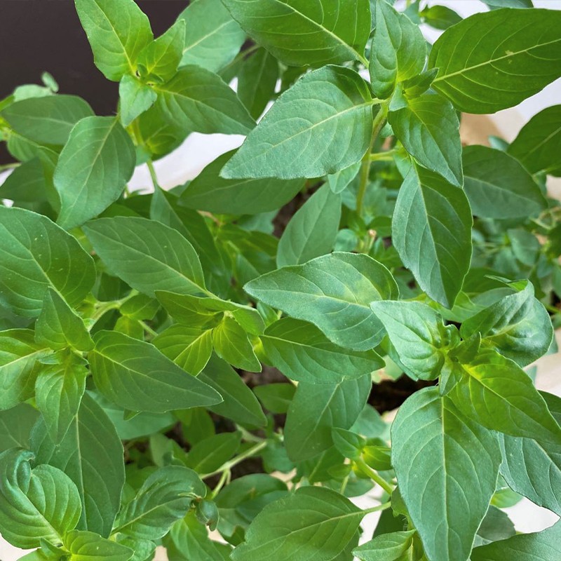 新鲜荆芥菜河南特产现摘现发带根大叶荆芥茎芥调味菜冰鲜蔬菜1000g